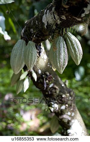 Stock Image - Green Cocoa Pods, Trinidad, West Indies. Fotosearch
