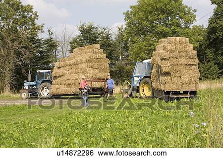 Stock Photograph - Hay bales on organic farm in Suffolk. Fotosearch