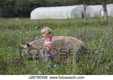 Stock Photo - Pig and Young Girl. Fotosearch