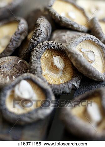 Stock Photography - Shitake Mushrooms. Fotosearch