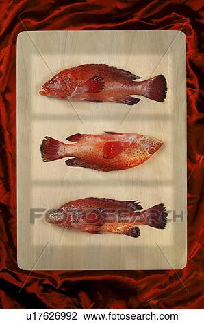 Stock Image - Strawberry Grouper / Calico Grouper. Fotosearch