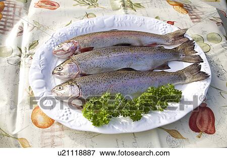 Three Salmon Trout, Caught on the Scottish border View Large Photo Image Stock Photo - Three Salmon Trout, Caught on the Scottish border. Fotosearch