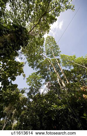 Picture - Tree Line on Cocoa Plantation- tall trees shelter cocoa trees. Fotosearch