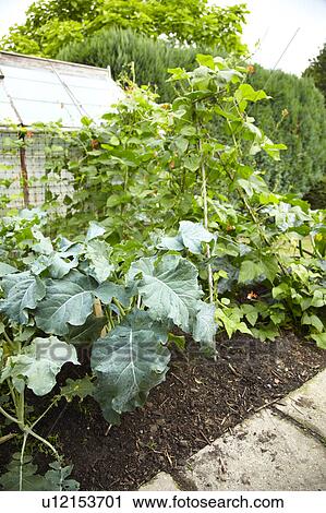 Vegetable patch in garden Stock Image | u12153701 | Fotosearch