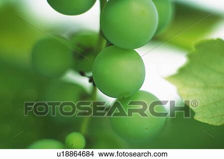 Picture - Grape Tree. Fotosearch