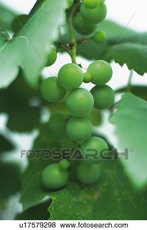 Grape Tree View Large Photo Image Stock Photo - Grape Tree. Fotosearch