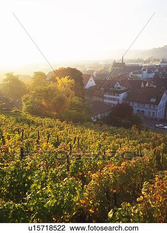 Stock Image - Vineyard, High Angle View, Lens Flare. Fotosearch