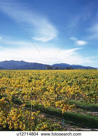 Picture - Vineyard, High Angle View. Fotosearch