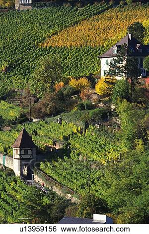 Stock Photograph - Vineyard, High Angle View. Fotosearch
