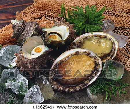 Stock Photo - Abalones and Periwinkles with ice, high angle view. Fotosearch