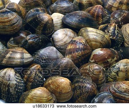 Stock Image - Clams, Full frame, high angle view. Fotosearch