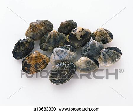 Clams, high angle view View Large Photo Image Stock Image - Clams, high angle view. Fotosearch