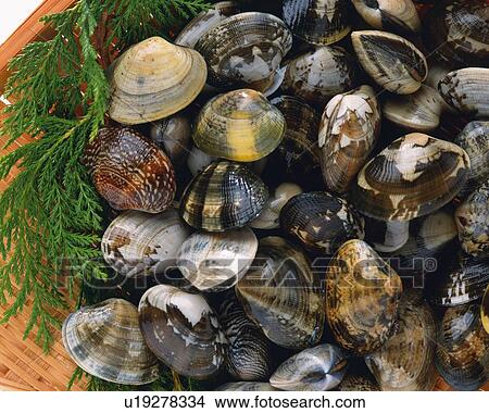 Picture - Clams on bamboo basket, high angle view, close up. Fotosearch