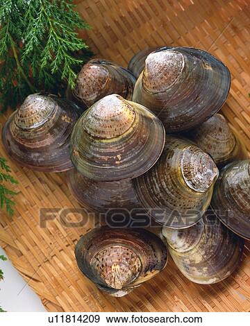 Stock Photo - Clams on bamboo basket, high angle view, close up. Fotosearch