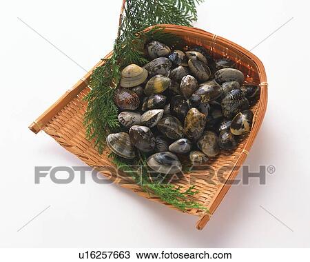 Clams on bamboo basket, high angle view View Large Photo Image Stock Image - Clams on bamboo basket, high angle view. Fotosearch
