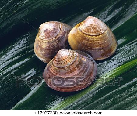 Clams on leaf, high angle view, close up View Large Photo Image Stock Image - Clams on leaf, high angle view, close up. Fotosearch