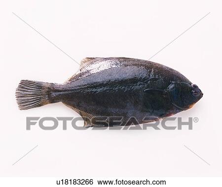 Flounder, high angle view View Large Photo Image Stock Photograph - Flounder, high angle view. Fotosearch
