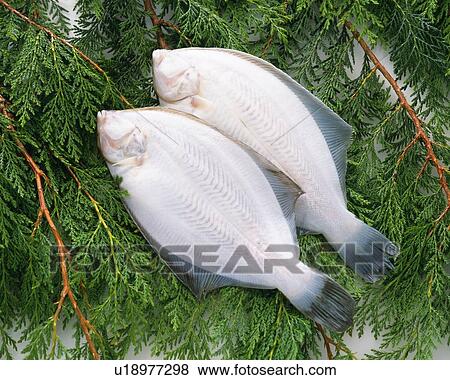 Stock Photo - Flounders on leaves, high angle view. Fotosearch