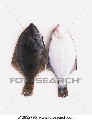 Flounders(upper side and underside), high angle view View Large Photo Image Stock Photography - Flounders(upper side and underside), high angle view. Fotosearch