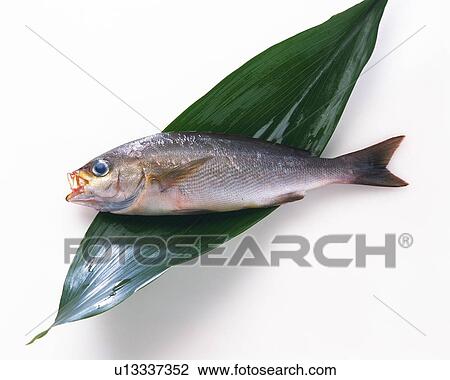 Grunt on leaf, high angle view View Large Photo Image Stock Image - Grunt on leaf, high angle view. Fotosearch