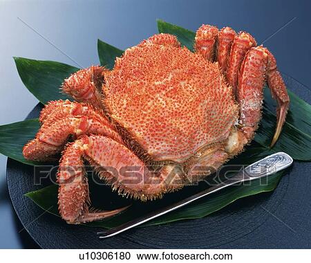 Hair crab with fork on plate, high angle view View Large Photo Image Stock Image - Hair crab with fork on plate, high angle view. Fotosearch