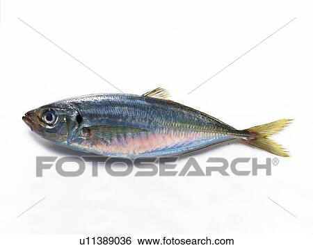 Horse Mackerel, high angle view View Large Photo Image Stock Photograph - Horse Mackerel, high angle view. Fotosearch