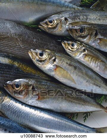Stock Image - Horse Mackerels, Full frame, high angle view, close up. Fotosearch