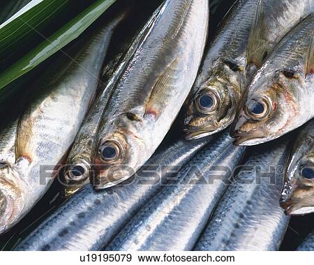 Stock Photo - Horse Mackerels, Full frame, high angle view, close up. Fotosearch