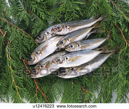 Stock Image - Horse Mackerels on leaves, high angle view, . Fotosearch