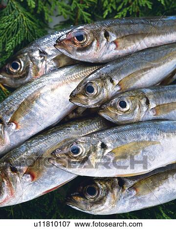 Horse Mackerels on leaves, high angle view, close up View Large Photo Image Stock Photo - Horse Mackerels on leaves, high angle view, close up. Fotosearch