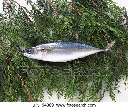 Mackerel on leaves, high angle view View Large Photo Image Stock Photo - Mackerel on leaves, high angle view. Fotosearch