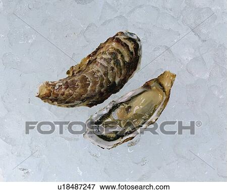 Oysters, high angle view View Large Photo Image Stock Photo - Oysters, high angle view. Fotosearch