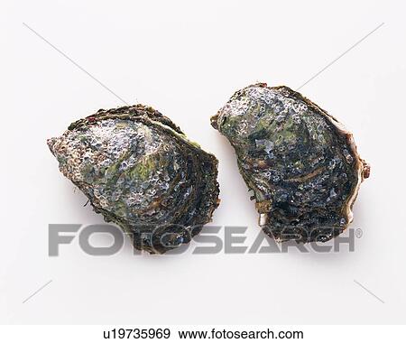 Oysters, high angle view View Large Photo Image Stock Photo - Oysters, high angle view. Fotosearch