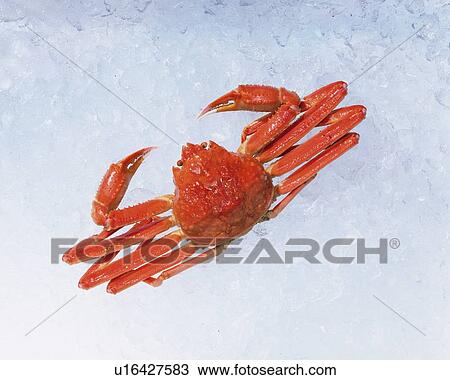 Stock Image - Queen crab on ice, high angle view. Fotosearch