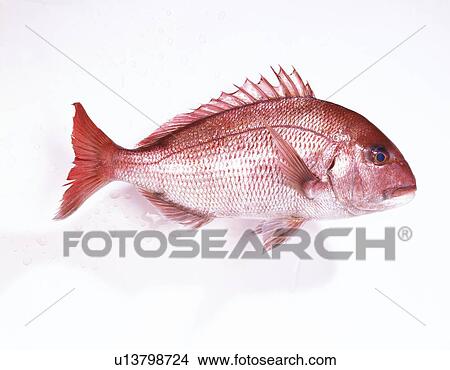 Picture - Red Porgy, high angle view. Fotosearch