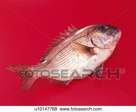 Stock Photo - Red Porgy, high angle view. Fotosearch
