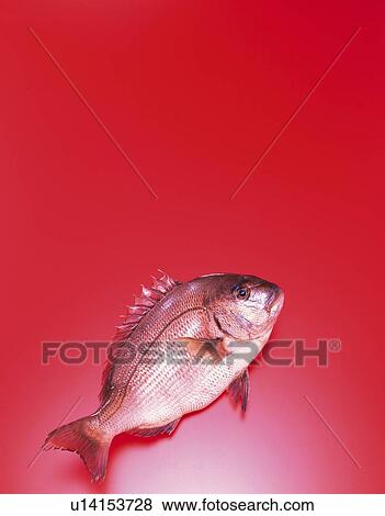 Stock Photo - Red Porgy, high angle view. Fotosearch