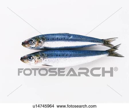 Sardines, high angle view View Large Photo Image Picture - Sardines, high angle view. Fotosearch