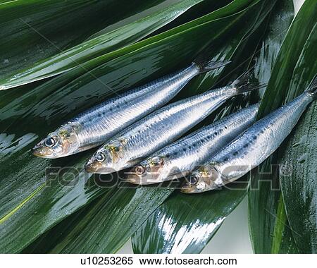 Sardines on leaves, Full frame, high angle view View Large Photo Image Stock Photography - Sardines on leaves, Full frame, high angle view. Fotosearch