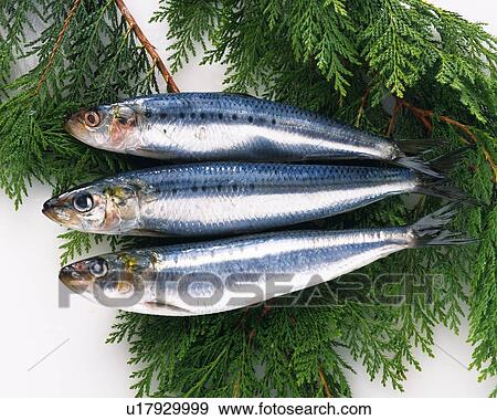 Stock Photo - Sardines on leaves, high angle view. Fotosearch