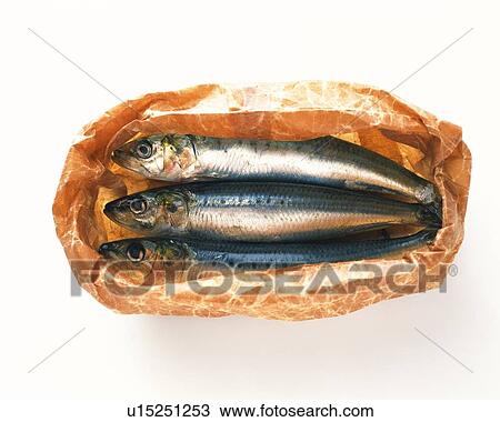 Sardines on paper bag, high angle view View Large Photo Image Stock Image - Sardines on paper bag, high angle view. Fotosearch