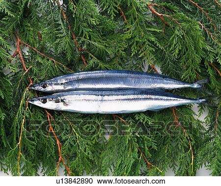 Sauries on leaves, high angle view View Large Photo Image Stock Image - Sauries on leaves, high angle view. Fotosearch