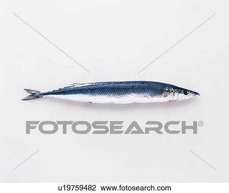 Stock Image - Saury, high angle view. Fotosearch