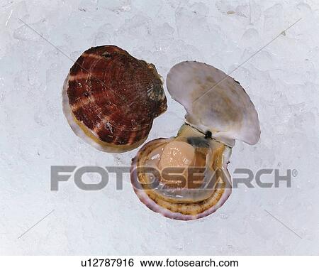 Stock Photograph - Scallops, high angle view. Fotosearch