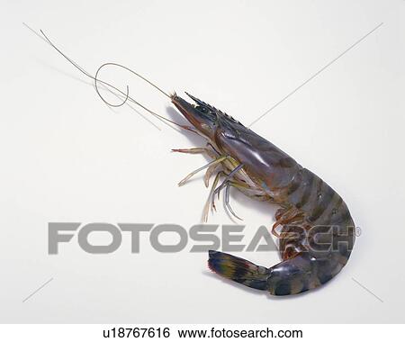 Stock Photograph - Shrimp (Black Tiger), high angle view. Fotosearch