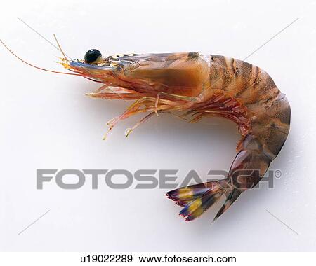 Shrimp, high angle view View Large Photo Image Stock Photo - Shrimp, high angle view. Fotosearch