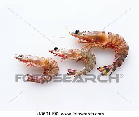 Shrimps, high angle view View Large Photo Image Stock Image - Shrimps, high angle view. Fotosearch