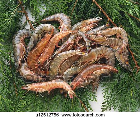Shrimps on leaves, high angle view View Large Photo Image Stock Photograph - Shrimps on leaves, high angle view. Fotosearch