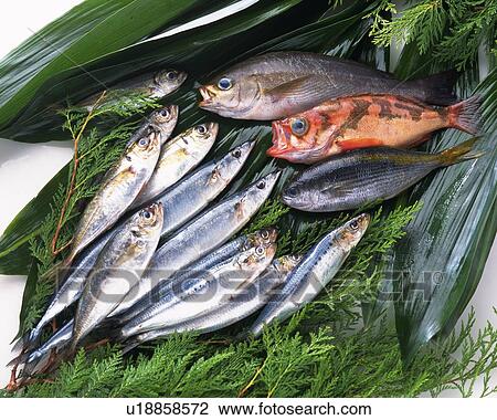 Variety types of fish, high angle view View Large Photo Image Stock Image - Variety types of fish, high angle view. Fotosearch