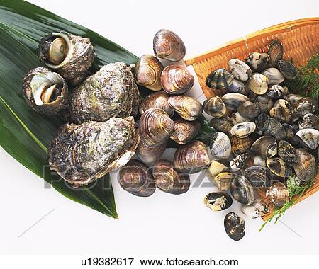 Variety types of shellfish, high angle view View Large Photo Image Stock Photo - Variety types of shellfish, high angle view. Fotosearch